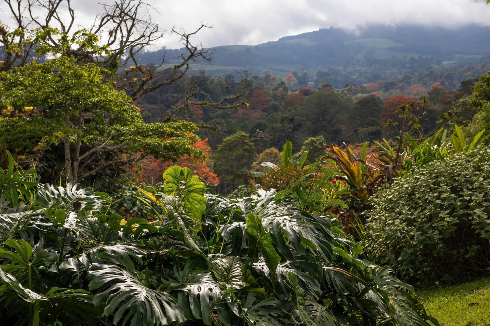 Aquiares Coffee Farm Casa Hacienda La Esperanza Bed & Breakfast Turrialba Exterior foto