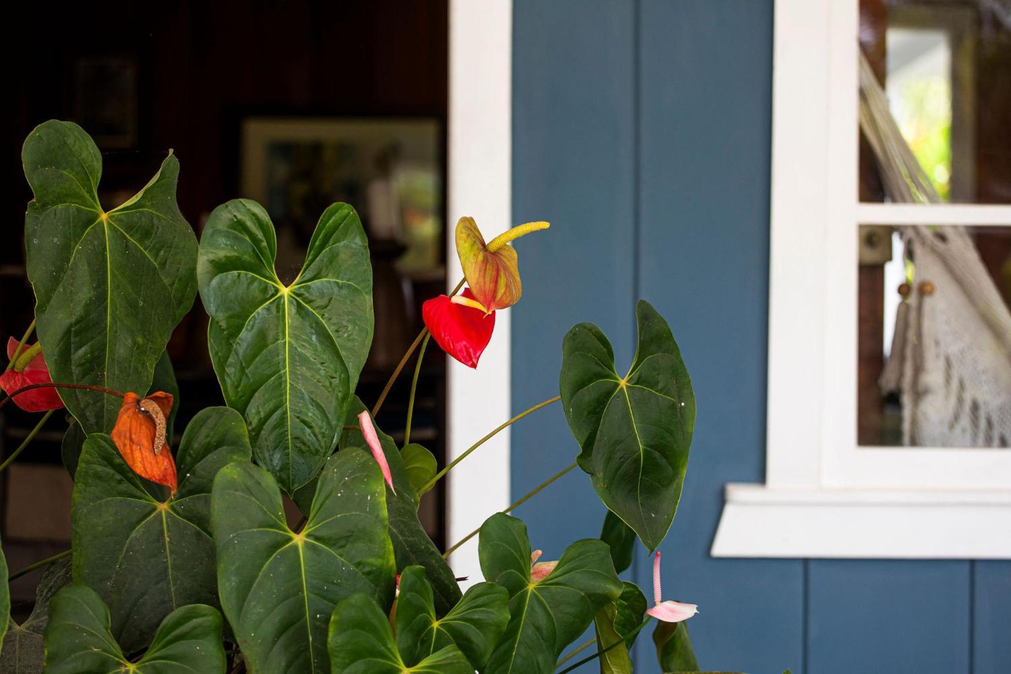 Aquiares Coffee Farm Casa Hacienda La Esperanza Bed & Breakfast Turrialba Exterior foto